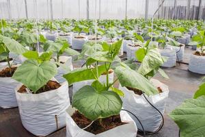 cucumber plant cultivated in greenhouse. photo