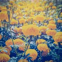 marigold flower in garden with vintage effect. photo