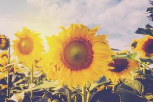 sunflower on filed and sunlight with vintage tone. photo