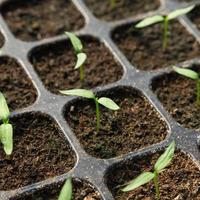 chili pepper seedling in pot plant photo