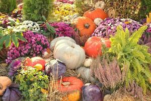 Colourful organic pumpkins and gourds on agricultural fair. Harvesting autumn time concept. Garden fall natural plant. Thanksgiving halloween decor. Festive farm rural background. Vegetarian food. photo