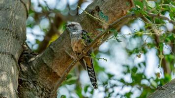 plaintive cuckoo perched on tree photo