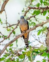 cuco quejumbroso posado en un árbol foto