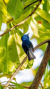 monarca de nuca negra posado en un árbol foto