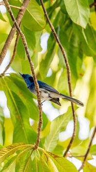 monarca de nuca negra posado en un árbol foto