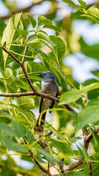 monarca de nuca negra posado en un árbol foto