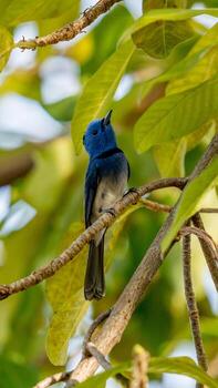 monarca de nuca negra posado en un árbol foto