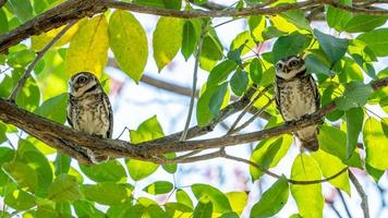 Spotted owlet perched on tree photo