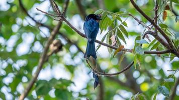 Greater Racket-tailed Drongo perched on tree photo