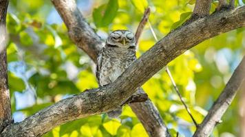 Spotted owlet perched on tree photo