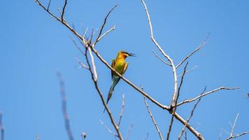 Blue-tailed bee-eater perched on tree in the garden photo