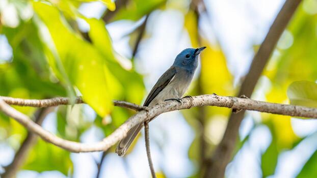 monarca de nuca negra posado en un árbol foto