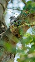 cuco quejumbroso posado en un árbol foto