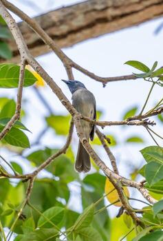 monarca de nuca negra posado en un árbol foto