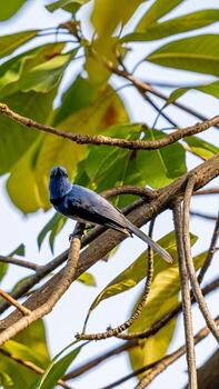 monarca de nuca negra posado en un árbol foto