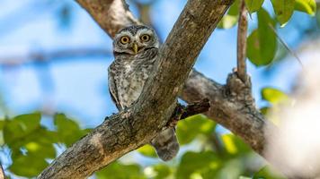 Spotted owlet perched on tree photo