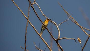 Blue-tailed bee-eater perched on tree in the garden photo