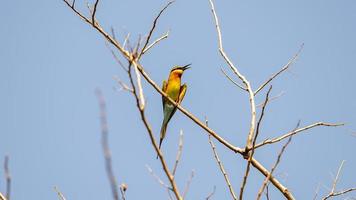 Blue-tailed bee-eater perched on tree in the garden photo