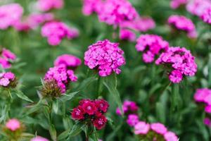 Beautiful pink flowers of Turkish carnation in summer in the garden photo