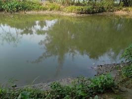 Image of a Beautiful Village pond, The village of Kushtia, Bangladesh, Asia. lovely nature. photo