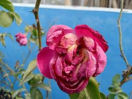 Rose garden. Beautiful roses photo