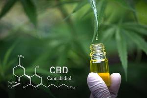 Cannabis oil, CBD oil cannabis extract, Medical cannabis concept, photo