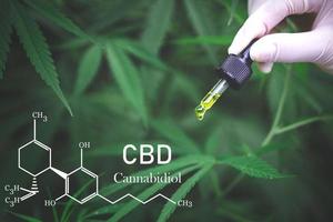 Cannabis oil, CBD oil cannabis extract, Medical cannabis concept, photo