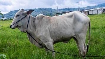 cow in the green grass photo