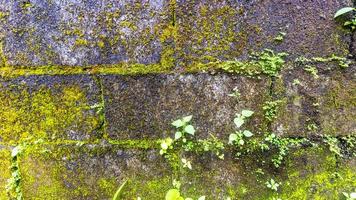 mossy brick wall in the background photo