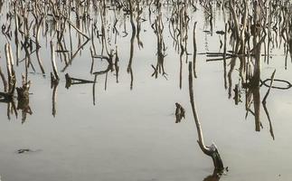 Mangrove forest degradation,deterioration mangrove forest is an ecosystem that has been severely degraded or eliminated such to urbanization, and pollution. Take care and protect the mangrove forest. photo