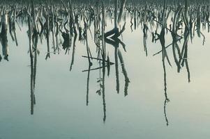 Mangrove forest degradation,deterioration mangrove forest is an ecosystem that has been severely degraded or eliminated such to urbanization, and pollution. Take care and protect the mangrove forest. photo