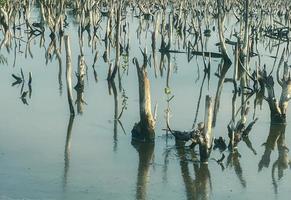 Mangrove forest degradation,deterioration mangrove forest is an ecosystem that has been severely degraded or eliminated such to urbanization, and pollution. Take care and protect the mangrove forest. photo