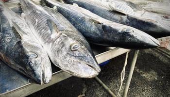 Close-up Fresh king mackerel fish with shell at local seafood market for sale,king mackerel fish are available in supermarkets is a popular seafood with a delicious taste,king mackerel fish background photo