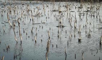 Mangrove forest degradation,deterioration mangrove forest is an ecosystem that has been severely degraded or eliminated such to urbanization, and pollution. Take care and protect the mangrove forest. photo