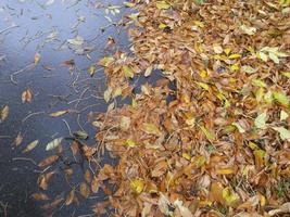 Wet autumn leaves on the asphalt. photo