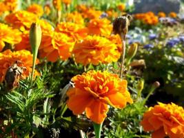Marigolds. Wonderful flowers in a flower bed. Garden plants. photo