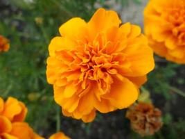 un encantador flor. jardín plantas. foto