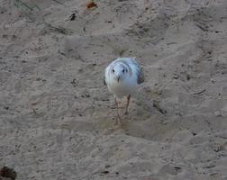 Baby seagull. Wildlife. Nestling. photo