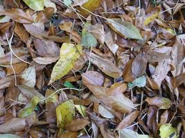 mojado otoño hojas después el lluvia. foto