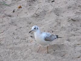 Baby seagull. Wildlife. Nestling. photo