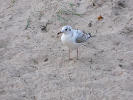 Baby seagull. Wildlife. Nestling. photo