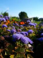 ageratum. maravilloso flores en un flor cama. jardín plantas. foto