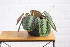 A rare variety houseplant Maranta leuconeura Massangeana close-up leaf in interior on whtite brick wall. Potted house plants, green home decor, care and cultivation photo