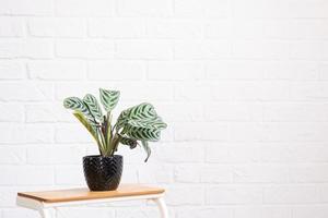 Ctenanthe Burle-Marxii Amagris in interior on whtite brick wall. Marantaceae Potted house plants, green home decor, care and cultivation photo