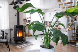 Strelitzia nicolai close-up in the interior on the stand. Houseplant Growing and caring for indoor plant, green home in scandinavian loft style with metal stove fireplace with hot fire photo