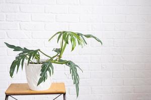 Elegant philodendron with carved leaves on a stand in interior on whtite brick wall. Potted house plants, green home decor, care and cultivation photo