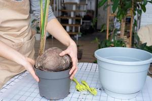 Woman replants a coconut palm nut with a lump of earth and roots in a pot at home in interior. Green house, care and cultivation of tropical plants photo