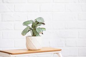 ctenanthe burle-marxii amagris en interior en blanco ladrillo pared. marantaceae en conserva casa plantas, verde hogar decoración, cuidado y cultivo foto
