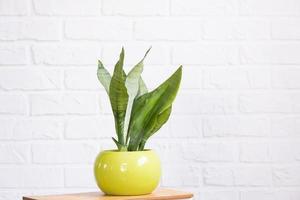 Sansevieria Moonshine is a useful medicinal plant in interior on whtite brick wall. Potted house plants, green home decor, care and cultivation photo