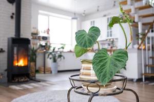 filodendro verrucoso de cerca en el interior en el pararse. planta de casa creciente y cuidando para interior planta, verde hogar en escandinavo desván estilo con metal estufa hogar con caliente fuego foto